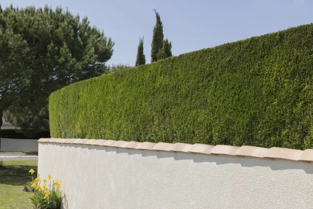 Taille de haie à La Mézière